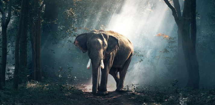 Nằm mơ thấy voi là điềm báo gì? Đánh số gì để may mắn?