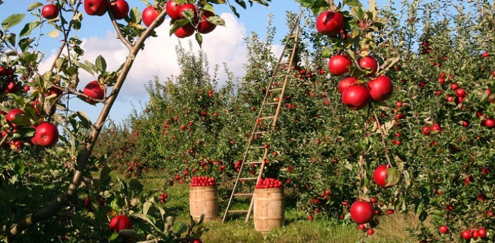 Nằm mơ thấy trái cây là điềm báo gì? Đánh số gì may mắn?